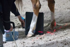 How Artificial Intelligence Could Improve Fracture Detection in Horses