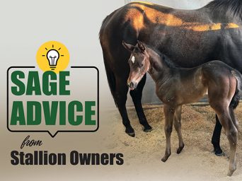 Sage Advice From Stallion Owners