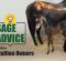 Sage Advice From Stallion Owners