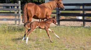 EC Foal Photo of the Day: Bold & Sassy