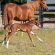 EC Foal Photo of the Day: Bold & Sassy