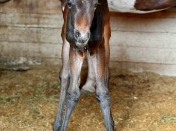 EC Foal Photo of the Day: Meet Turtle!