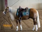 More Around the Rings: 2026 Cactus Reining Classic
