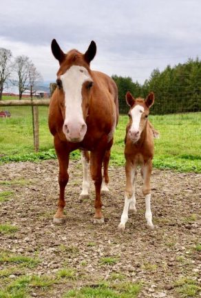 EC Foal Photo of the Day: Doppelganger
