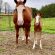 EC Foal Photo of the Day: Doppelganger