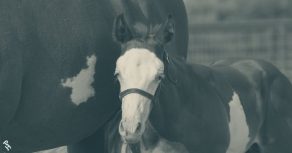 Drawdys & Simons Show Horses Capture 2025 APHA Leading Breeder Titles