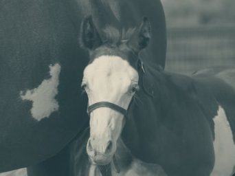 Drawdys & Simons Show Horses Capture 2025 APHA Leading Breeder Titles