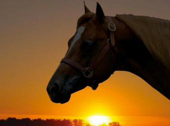 Memory Lane Monday: Zippos Sheik, Zippos Mr Good Bar, Zippos Sensation