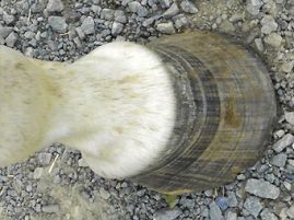 New Use for Hoof Trimmings?