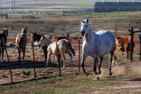 OSU Agriculture News: OSU Online Course Is Raising the Bar on Horses’ Needs