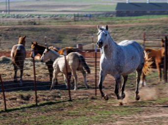 OSU Agriculture News: OSU Online Course Is Raising the Bar on Horses’ Needs