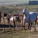 OSU Agriculture News: OSU Online Course Is Raising the Bar on Horses’ Needs