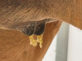 Mare’s Wax: A Key Sign Foaling is Near