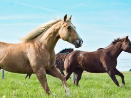 Important Reminder About AQHA Rules Governing Use of Dexamethasone