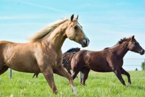 Important Reminder About AQHA Rules Governing Use of Dexamethasone