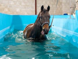 When Swimming Fits: Tailoring Equine Rehabilitation