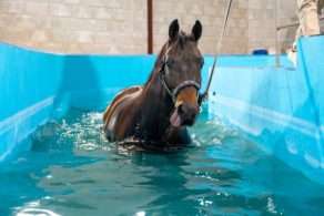When Swimming Fits: Tailoring Equine Rehabilitation