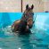 When Swimming Fits: Tailoring Equine Rehabilitation