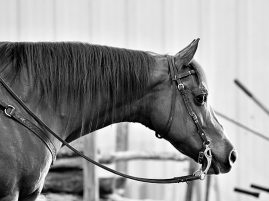 Do Horses Grieve the Loss of a Companion?
