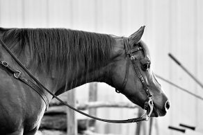 Do Horses Grieve the Loss of a Companion?