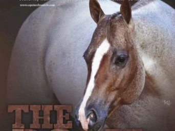 Memory Lane Monday: AQHA Stallion The Rock (2011-2017)