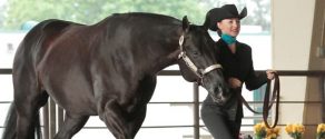 AQHA Level 1 Eligibility Update