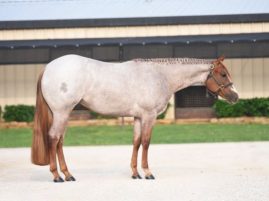One Day Only Galyean Select Sale – Pleasure Horses of the Highest Quality