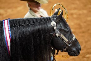 NSBA Ranch Performance Horse Of The Year: Xtra Wimpys Catalyst