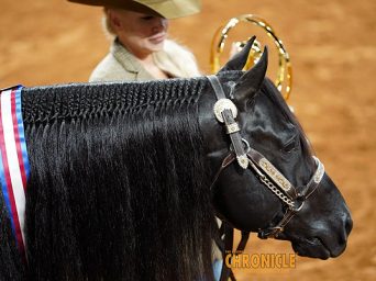 NSBA Ranch Performance Horse Of The Year: Xtra Wimpys Catalyst