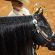 NSBA Ranch Performance Horse Of The Year: Xtra Wimpys Catalyst