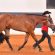 AQHA L1 Non-Pro Classes Update