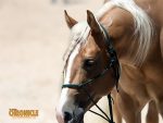Around the Rings: 2026 AQHA West Level 1 Championships
