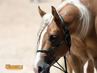 Around the Rings: 2026 AQHA West Level 1 Championships