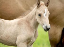 UC Davis Researchers Identify Genetic Cause for Fatal Neurologic Disease in Foals