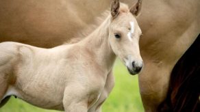 UC Davis Researchers Identify Genetic Cause for Fatal Neurologic Disease in Foals