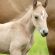 UC Davis Researchers Identify Genetic Cause for Fatal Neurologic Disease in Foals