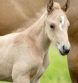 UC Davis Researchers Identify Genetic Cause for Fatal Neurologic Disease in Foals
