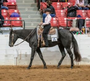 Developing the Next Generation of Quarter Horse Professionals: YEDA’s Lasting Impact on Youth and the Industry