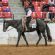 Developing the Next Generation of Quarter Horse Professionals: YEDA’s Lasting Impact on Youth and the Industry