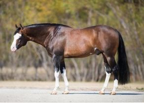 Who Dominated Reining’s Sire Rankings in 2025?