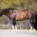 Who Dominated Reining’s Sire Rankings in 2025?