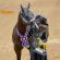 2026 AQHYA World Championship Show Entries Open