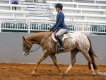 Around the Rings: 2026 POA MidAmerica Regional Show