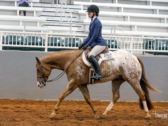 Around the Rings: 2026 POA MidAmerica Regional Show