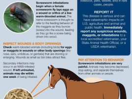 Animal Health Officials Respond to Second Detection of New World Screwworm in the United States