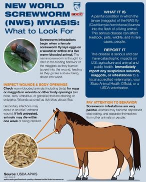 Animal Health Officials Respond to Second Detection of New World Screwworm in the United States