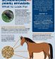 Animal Health Officials Respond to Second Detection of New World Screwworm in the United States