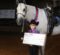 Watch Out, Horse World! Leadliner Remington Taylor Has Entered the Scene