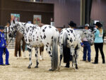 Around the Rings: 2026 Inaugural Better Together Horse Show