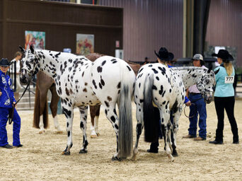 Around the Rings: 2026 Inaugural Better Together Horse Show